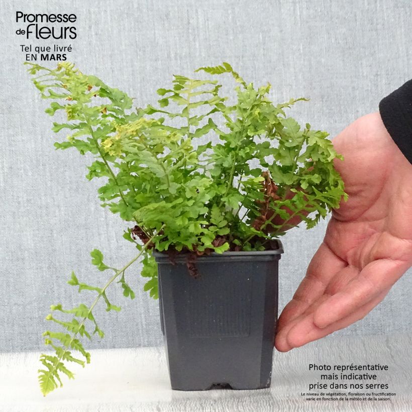 Dryopteris affinis Cristata - Scaly Male Fern 8/9 cm pot sample as delivered in spring