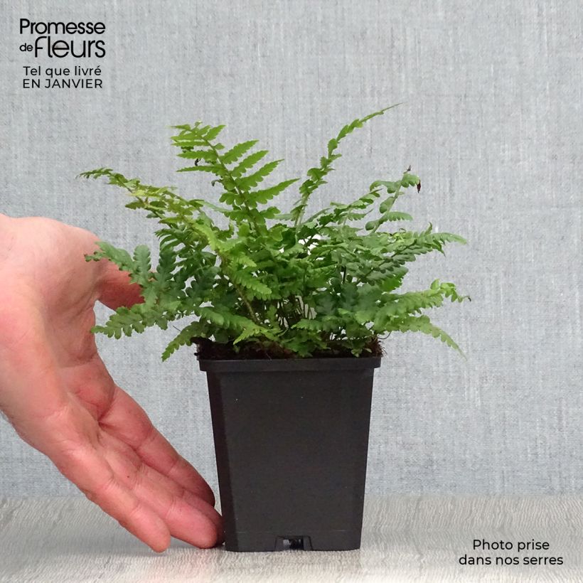 Dryopteris affinis - Scaly Male Fern 8/9 cm pot sample as delivered in winter