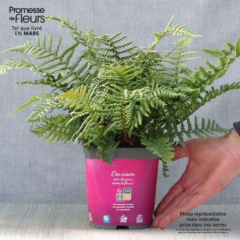 Dryopteris affinis - Scaly Male Fern 2L/3L pot sample as delivered in spring