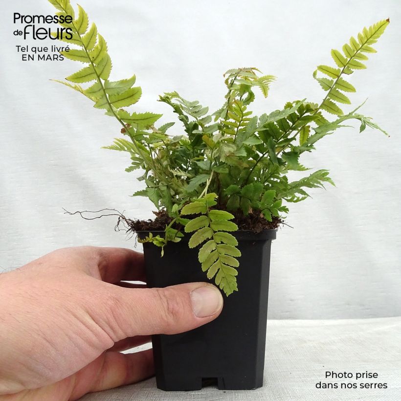 Dryopteris cycadina - Black Wood Fern 8/9 cm pot sample as delivered in spring