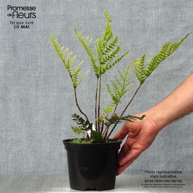 Dryopteris championii - Champion's Wood fern 2L/3L pot sample as delivered in spring