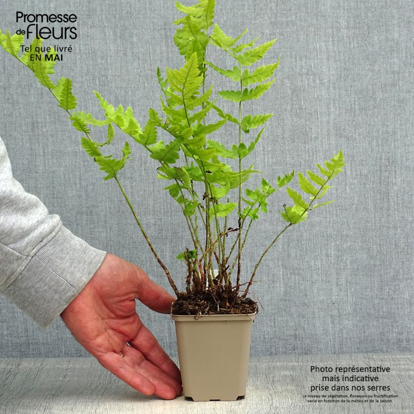 Dryopteris clintoniana - Clinton's Wood Fern 8/9 cm pot sample as delivered in spring
