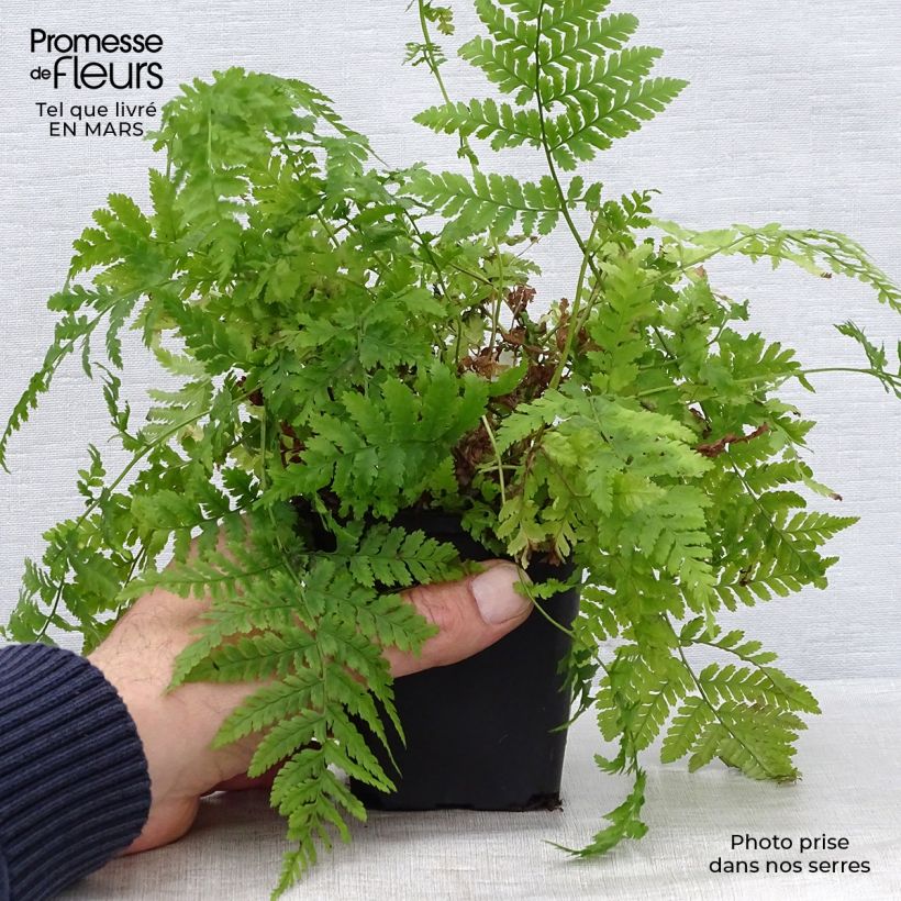 Dryopteris dilatata - Broad Buckler Fern 8/9 cm pot sample as delivered in spring