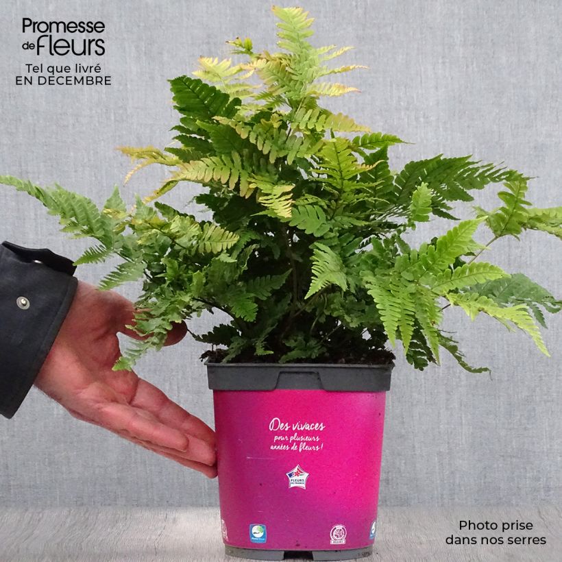 Dryopteris erythrosora - Copper Fern 2L/3L pot sample as delivered in winter