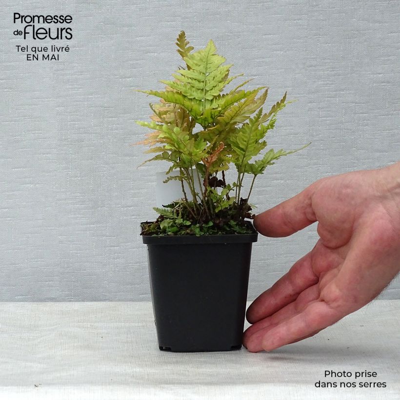 Dryopteris erythrosora - Copper Fern 8/9 cm pot sample as delivered in spring