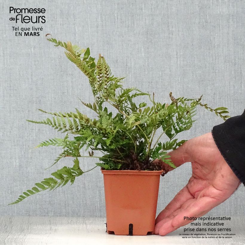 Dryopteris erythrosora Prolifica - Copper Fern 8/9 cm pot sample as delivered in spring