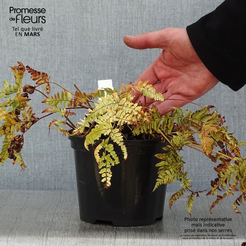 Dryopteris erythrosora Prolifica - Copper Fern 2L/3L pot sample as delivered in winter