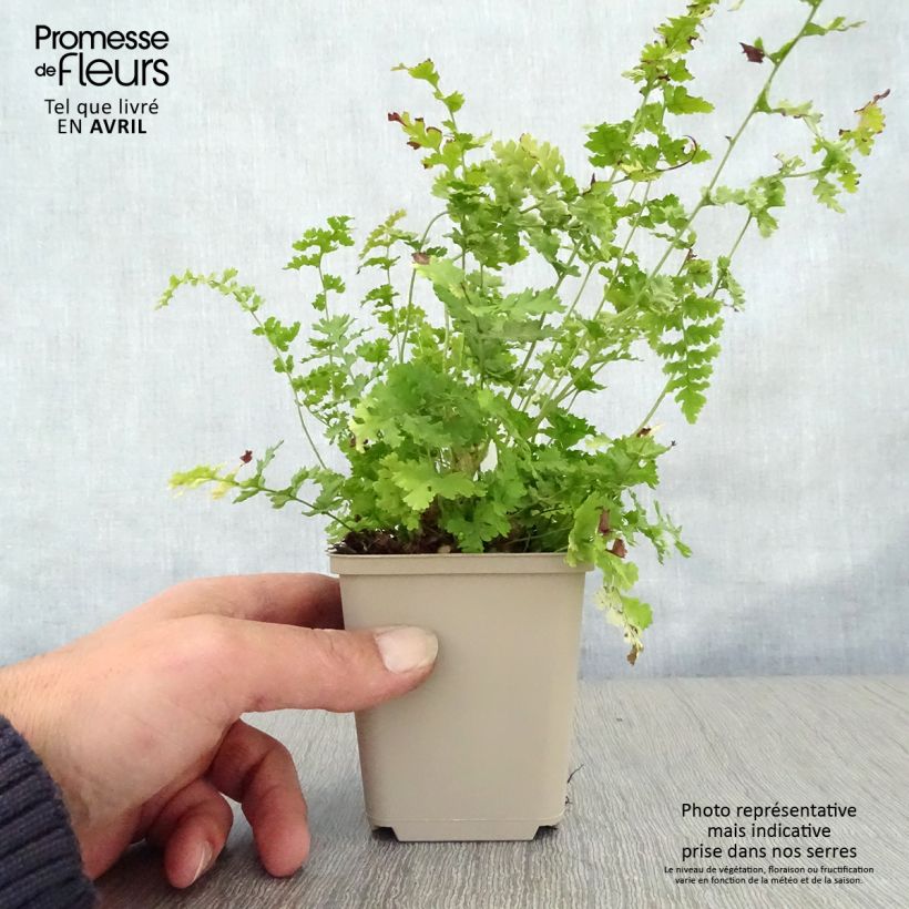 Dryopteris filix-mas Barnesii - Male Fern 8/9 cm pot sample as delivered in spring