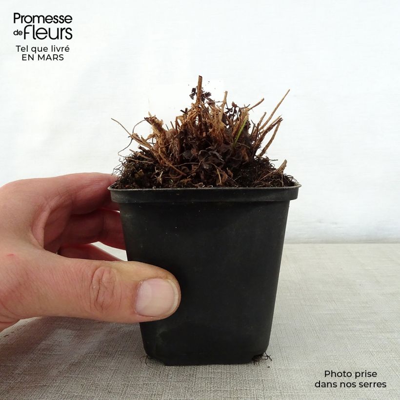 Dryopteris filix-mas Linearis Polydactyla - Male Fern 8/9 cm pot sample as delivered in spring