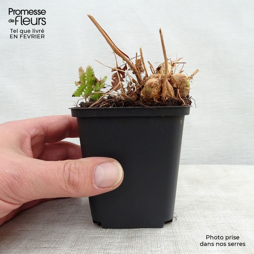 Dryopteris goldieana - Giant wood fern 8/9 cm pot sample as delivered in winter