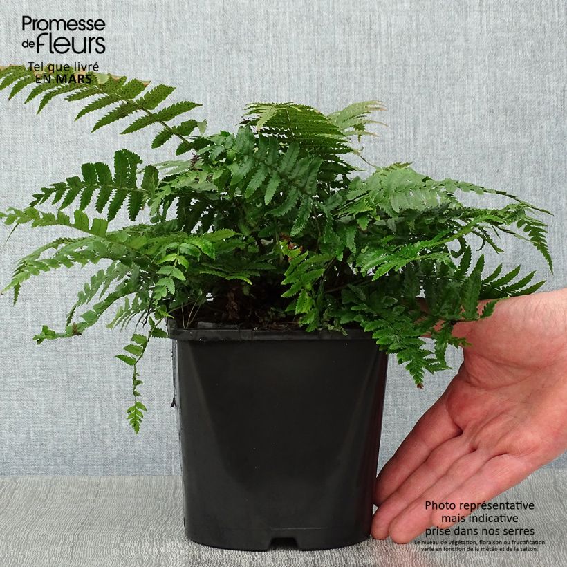 Dryopteris kuratae - Wood Fern 2L/3L pot sample as delivered in winter