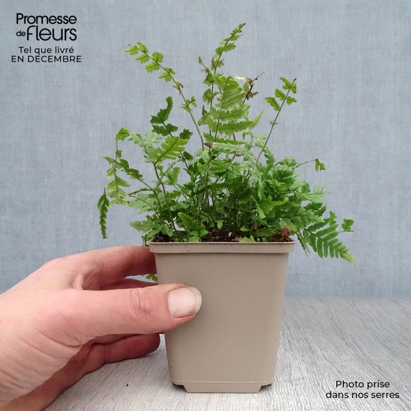 Dryopteris lepidopoda - Sunset Fern 8/9 cm pot sample as delivered in winter