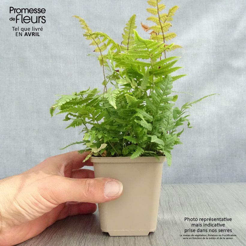 Dryopteris lepidopoda - Sunset Fern 8/9 cm pot sample as delivered in spring