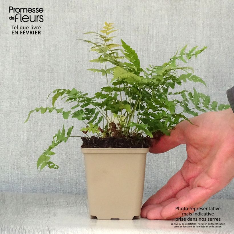 Dryopteris marginalis - Marginal Wood Fern 8/9 cm pot sample as delivered in winter