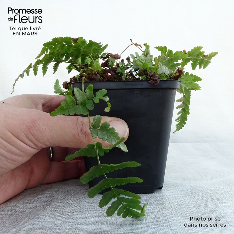 Dryopteris marginalis - Marginal Wood Fern 8/9 cm pot sample as delivered in spring