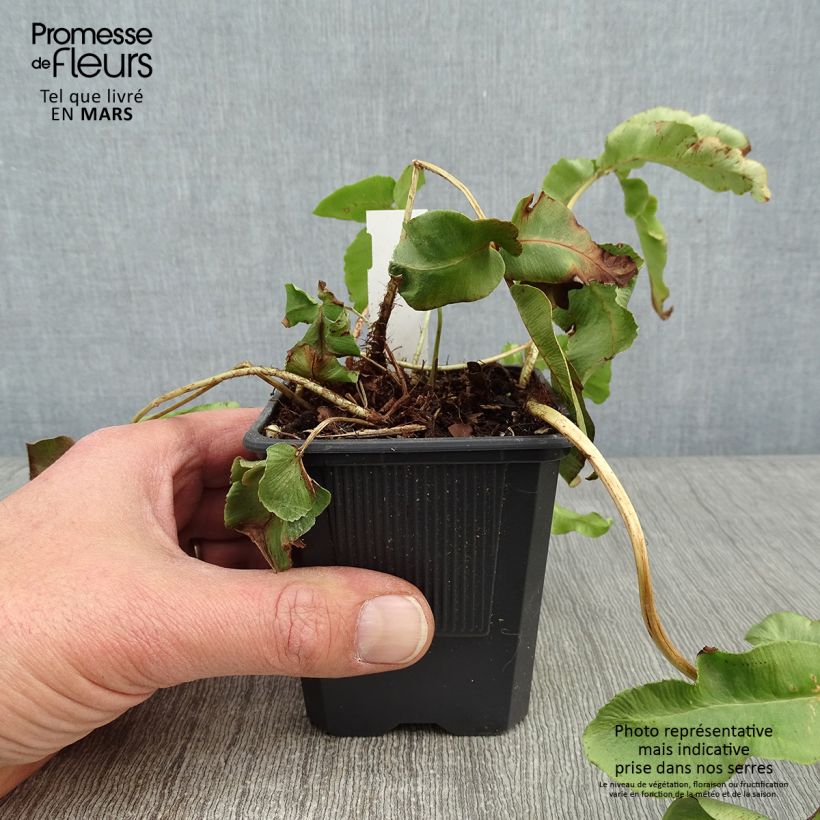 Dryopteris sieboldii - Japanese Fern 8/9 cm pot sample as delivered in winter