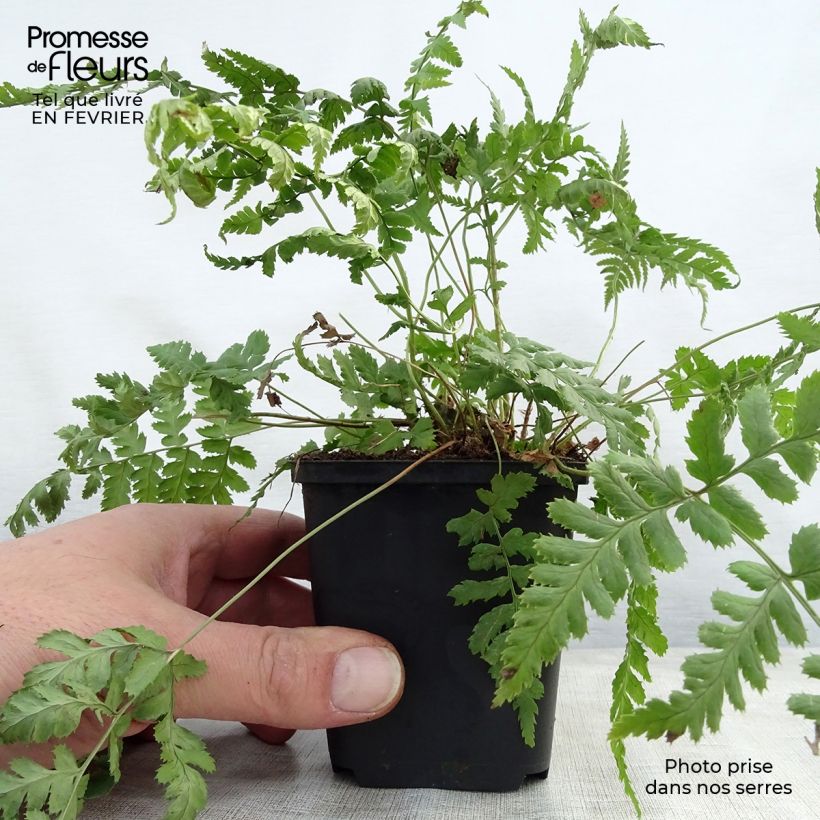 Dryopteris stewartii - Wood Fern 8/9 cm pot sample as delivered in winter