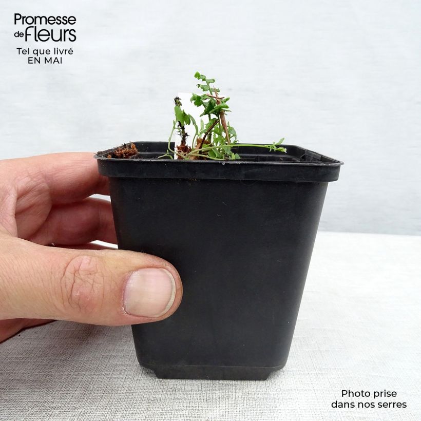 Dryopteris wallichiana - Wood Fern 8/9 cm pot sample as delivered in spring