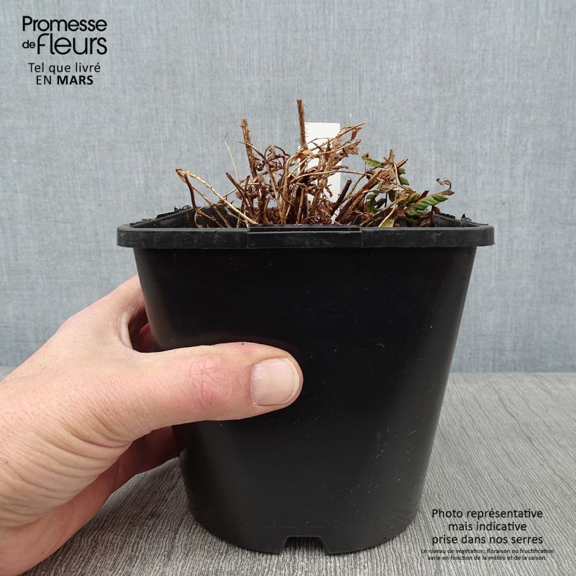 Dryopteris wallichiana - Wood Fern 2L/3L pot sample as delivered in winter