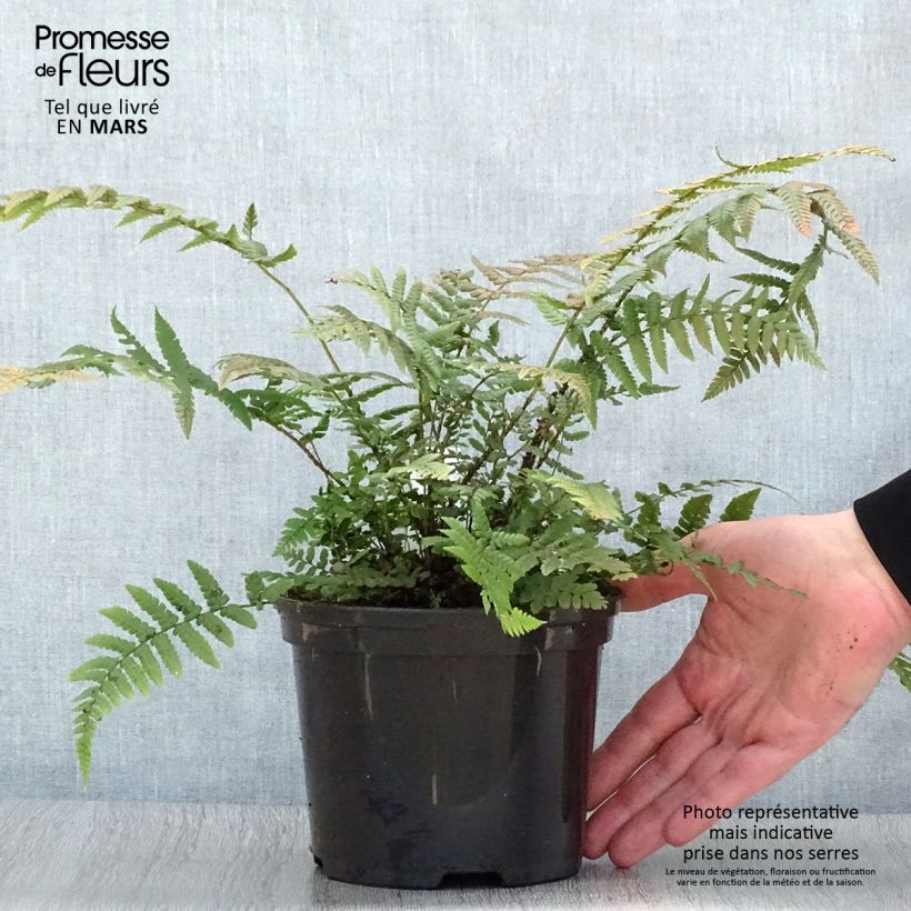 Dryopteris wallichiana - Wood Fern 2L/3L pot sample as delivered in spring
