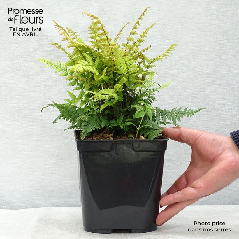 Dryopteris wallichiana Jurassic Gold - Wood Fern 2L/3L pot sample as delivered in spring