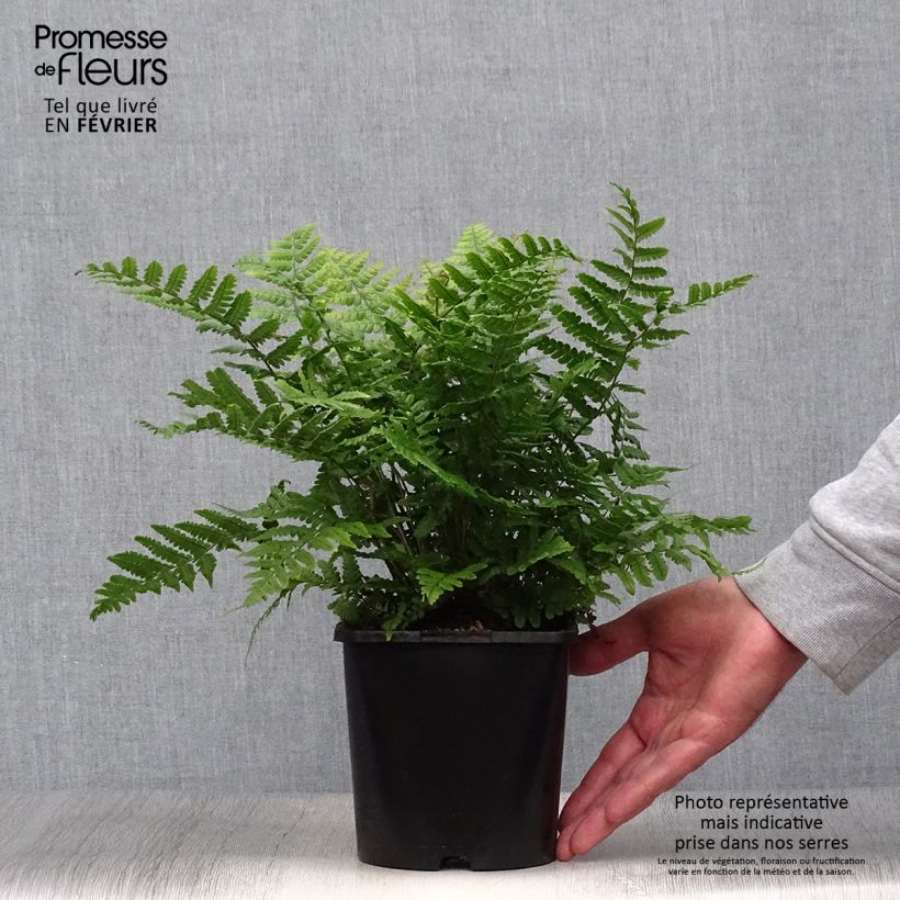 Dryopteris wallichiana Jurassic Gold - Wood Fern 2L/3L pot sample as delivered in autumn