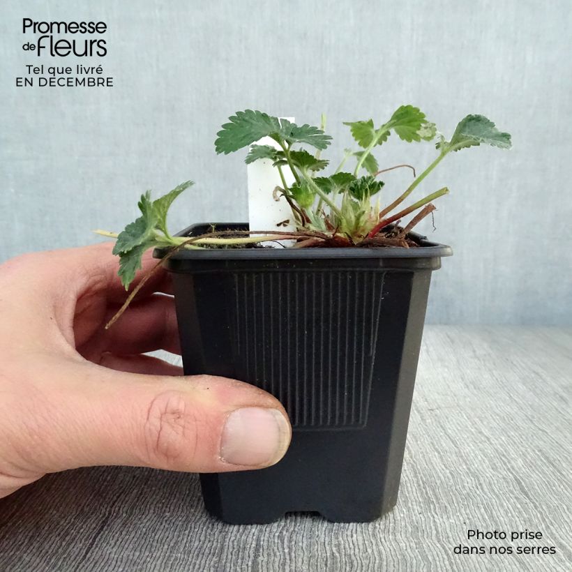Duchesnea indica 8/9 cm pot sample as delivered in winter