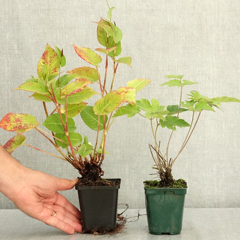 Perennial duo of pink and red autumn flowers sample as delivered in summer