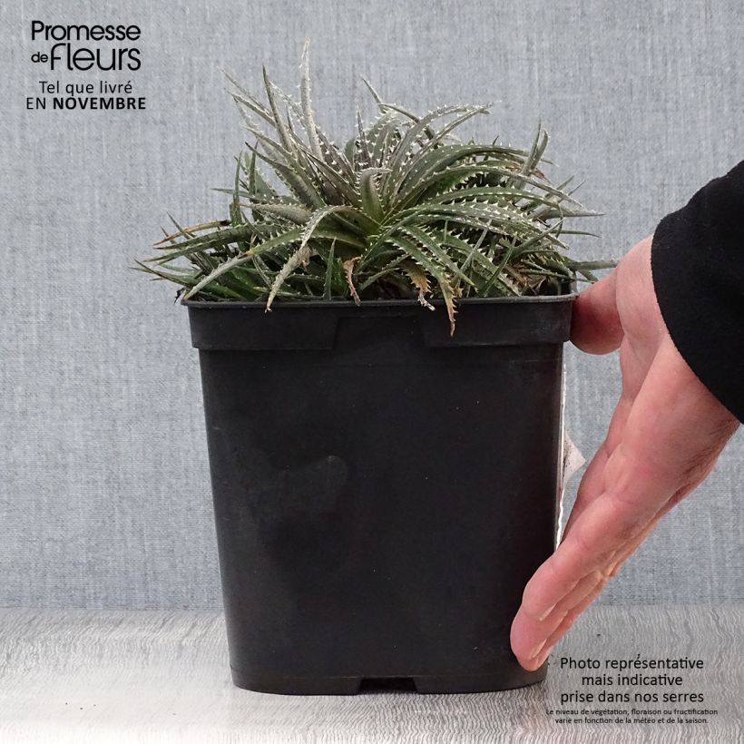 Dyckia Grand Marnier 2L/3L pot sample as delivered in autumn
