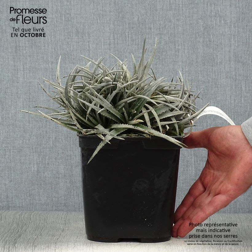Dyckia Pale Ryder 2L/3L pot sample as delivered in autumn
