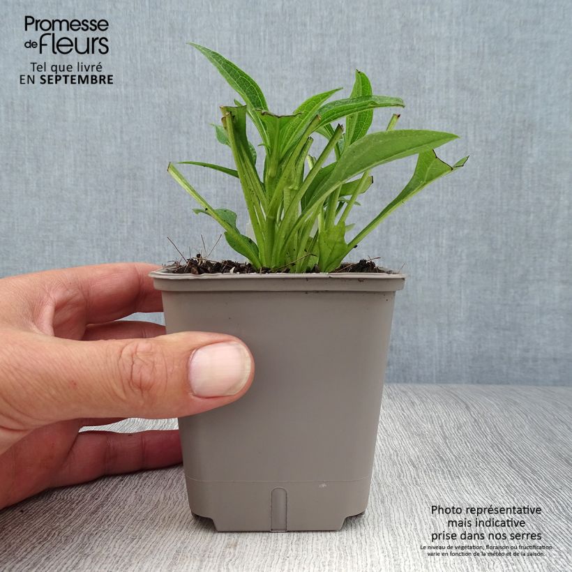 Echinacea purpurea Kismet White - Purple coneflower 8/9 cm pot sample as delivered in autumn