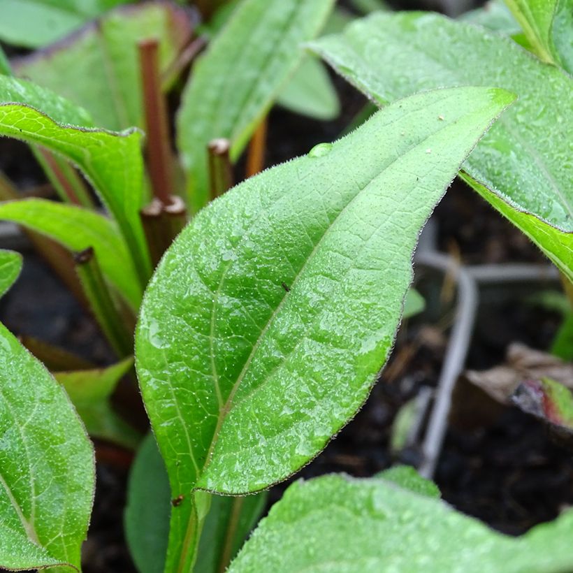 Echinacea purpurea Kismet Raspberry - Purple Coneflower (Foliage)