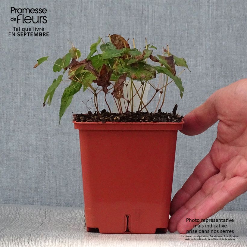 Epimedium rubrum Galadriel - Barrenwort 1L/1.5L pot sample as delivered in autumn