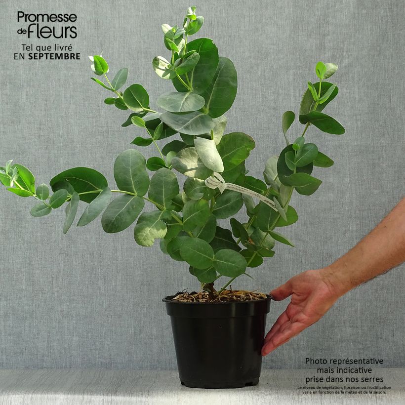 Eucalyptus neglecta 4L/5L pot sample as delivered in autumn
