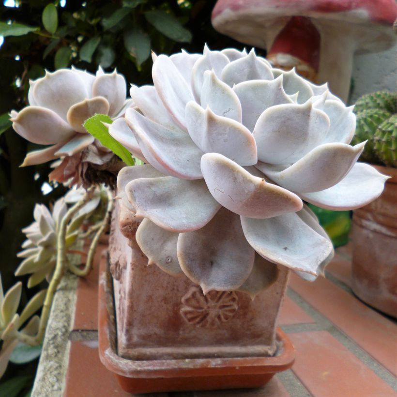 Echeveria  'Lola' (Plant habit)