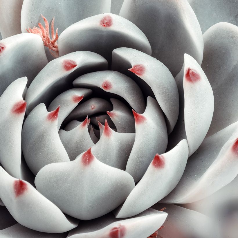 Echeveria  'Parva' (Foliage)
