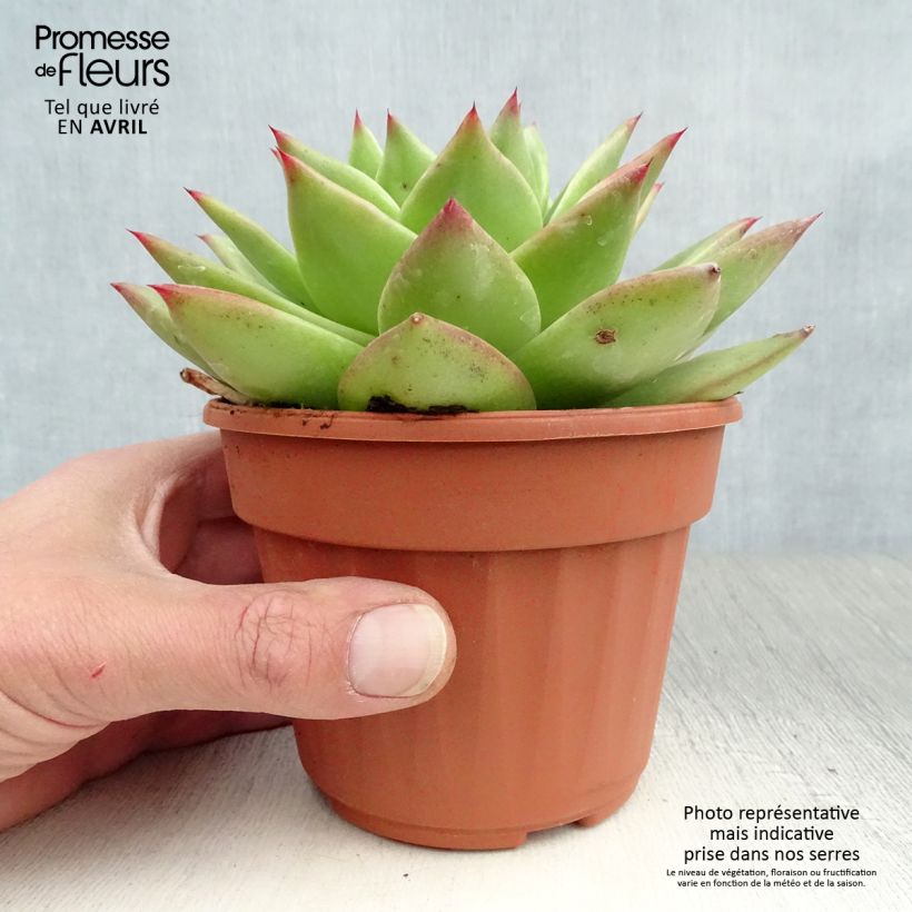 Echeveria agavoides Ebony 12cm pot sample as delivered in spring