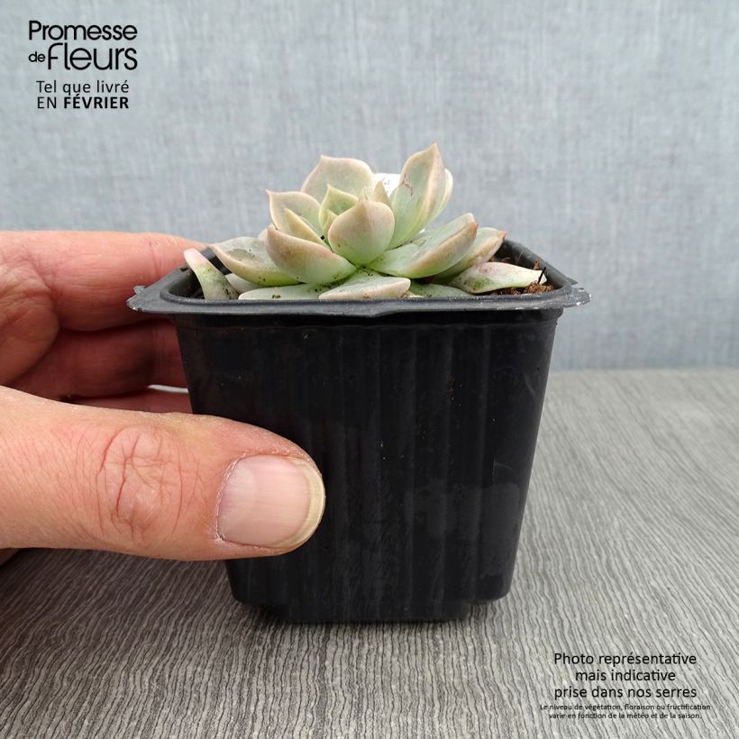 Echeveria derenbergii 8/9 cm pot sample as delivered in winter