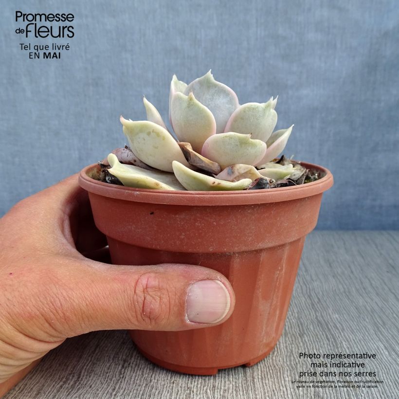 Echeveria lilacina 1.5L/2L pot sample as delivered in spring