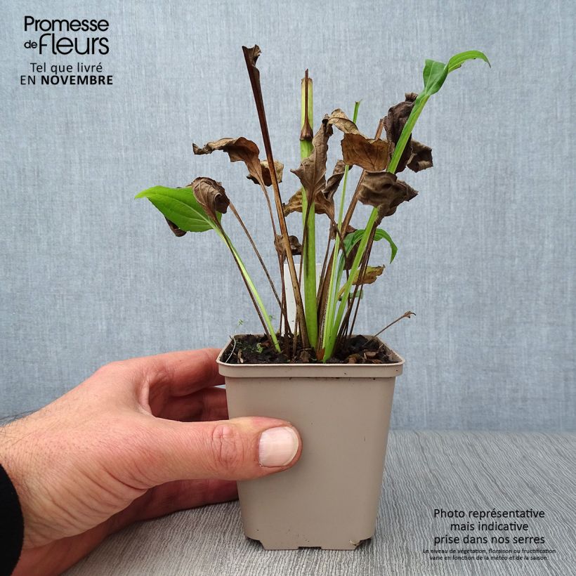 Echinacea purpurea Aloha - Purple Coneflower 8/9 cm pot sample as delivered in autumn