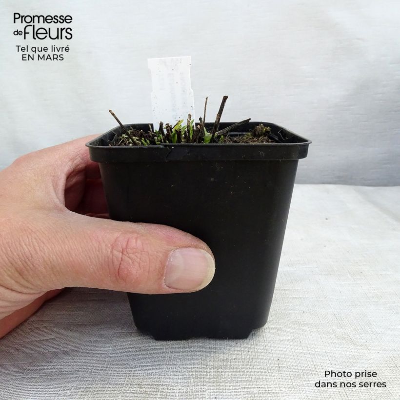 Echinacea purpurea Avalanche - Purple Coneflower 8/9 cm pot sample as delivered in winter