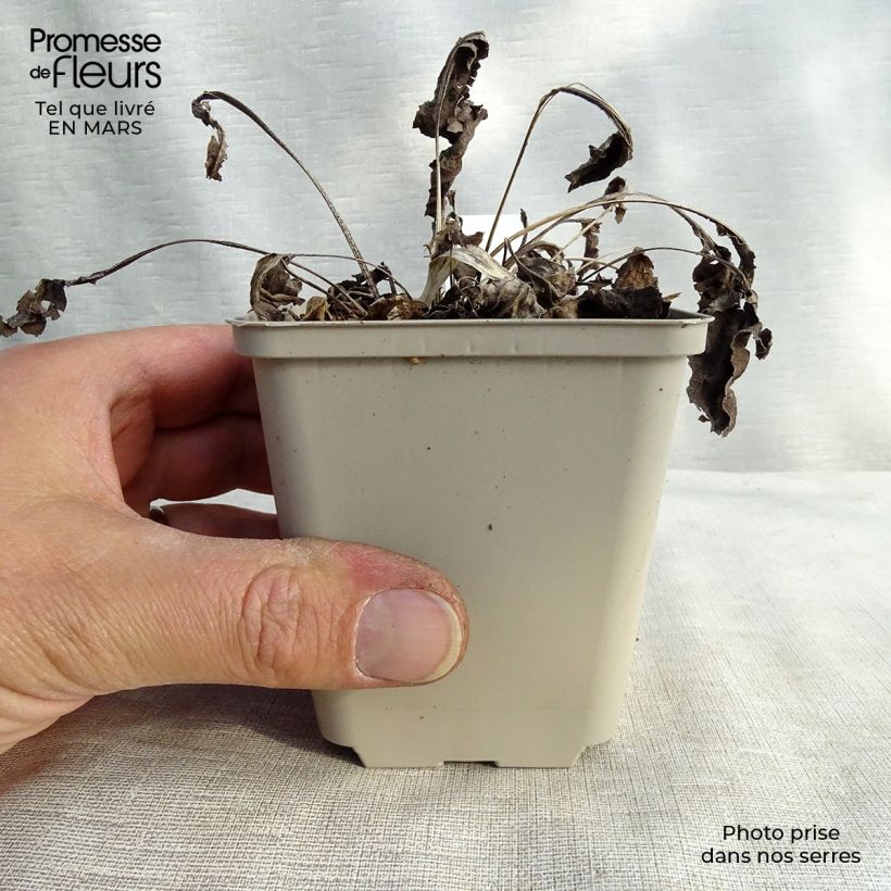 Echinacea purpurea Big Kahuna - Purple Coneflower 8/9 cm pot sample as delivered in spring