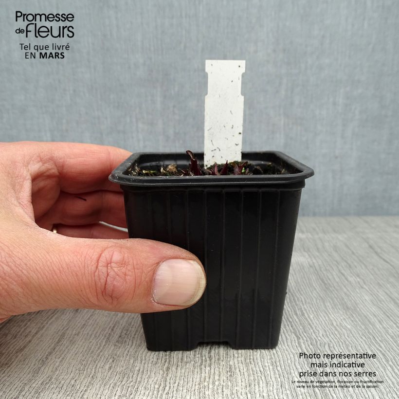 Echinacea purpurea Butterfly Kisses - Purple Coneflower 8/9 cm pot sample as delivered in spring