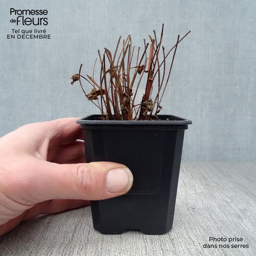 Echinacea purpurea Butterfly Kisses - Purple Coneflower 8/9 cm pot sample as delivered in winter