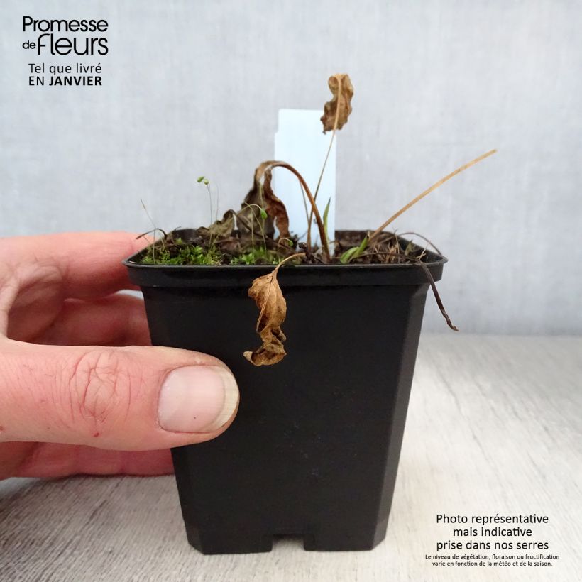 Echinacea purpurea Chiquita - Purple Coneflower 8/9 cm pot sample as delivered in winter