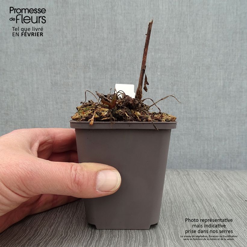 Echinacea purpurea Dark Shadows Wicked - Purple Coneflower 8/9 cm pot sample as delivered in winter