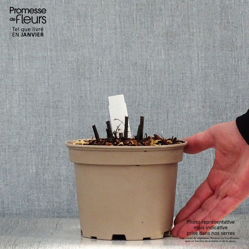 Echinacea purpurea Fatal Attraction - Purple Coneflower 2L/3L pot sample as delivered in winter