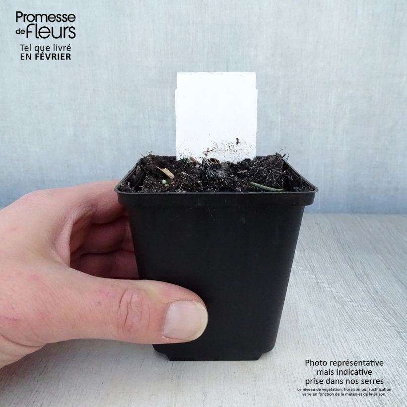 Echinacea purpurea Fatal Attraction - Purple Coneflower 8/9 cm pot sample as delivered in winter