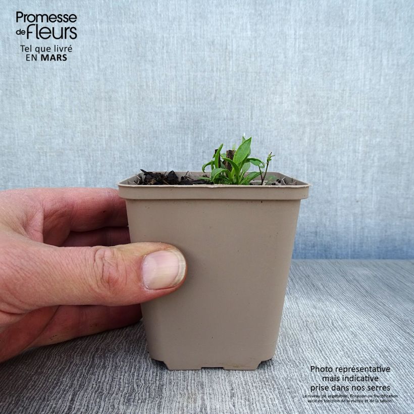 Echinacea purpurea Ferris Wheel - Purple Coneflower 8/9 cm pot sample as delivered in spring