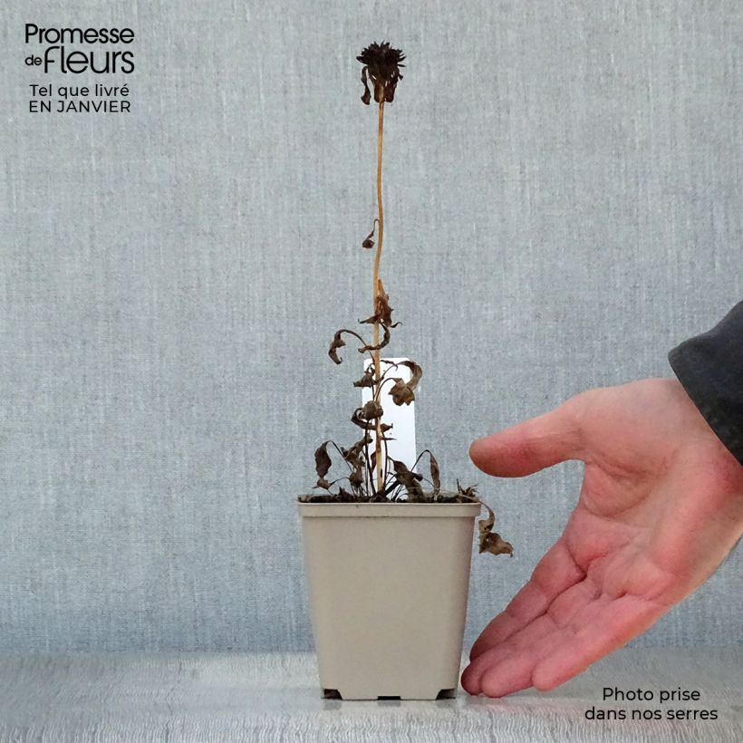 Echinacea purpurea Ferris Wheel - Purple Coneflower 8/9 cm pot sample as delivered in winter